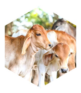 Gau Seva