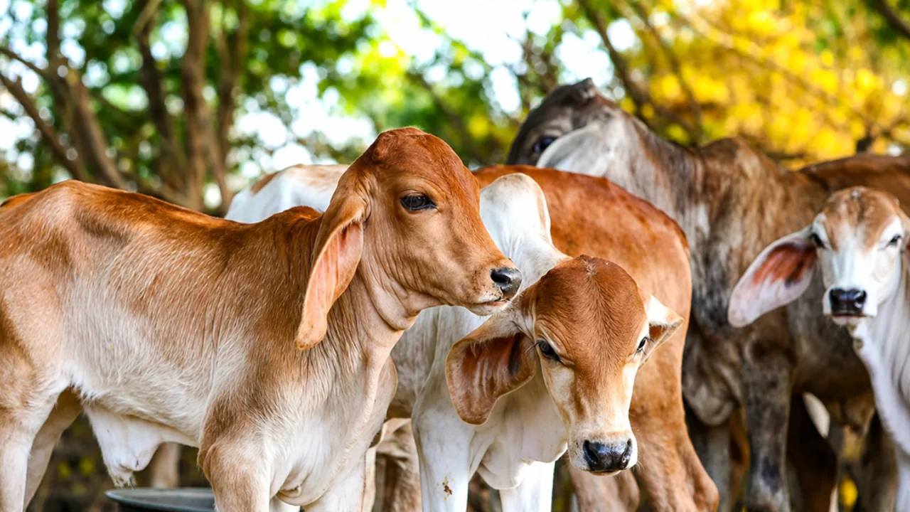 Gau Seva